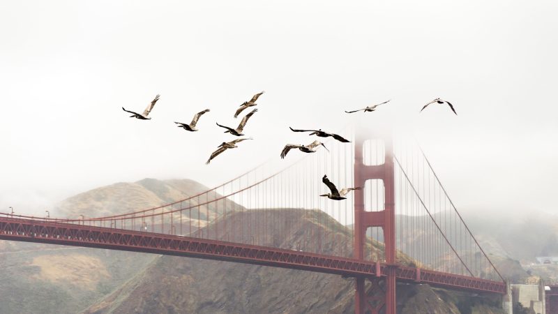Birds and Golden Gate Bride — Samsung Frame TV art