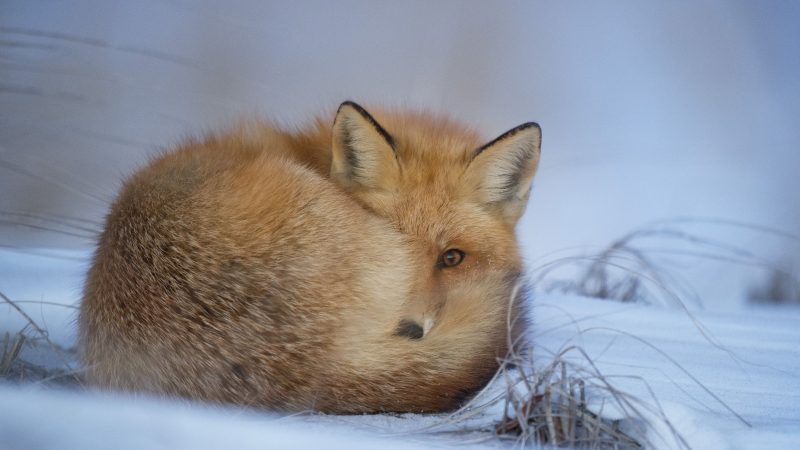 Fox in Snow — Samsung Frame TV art