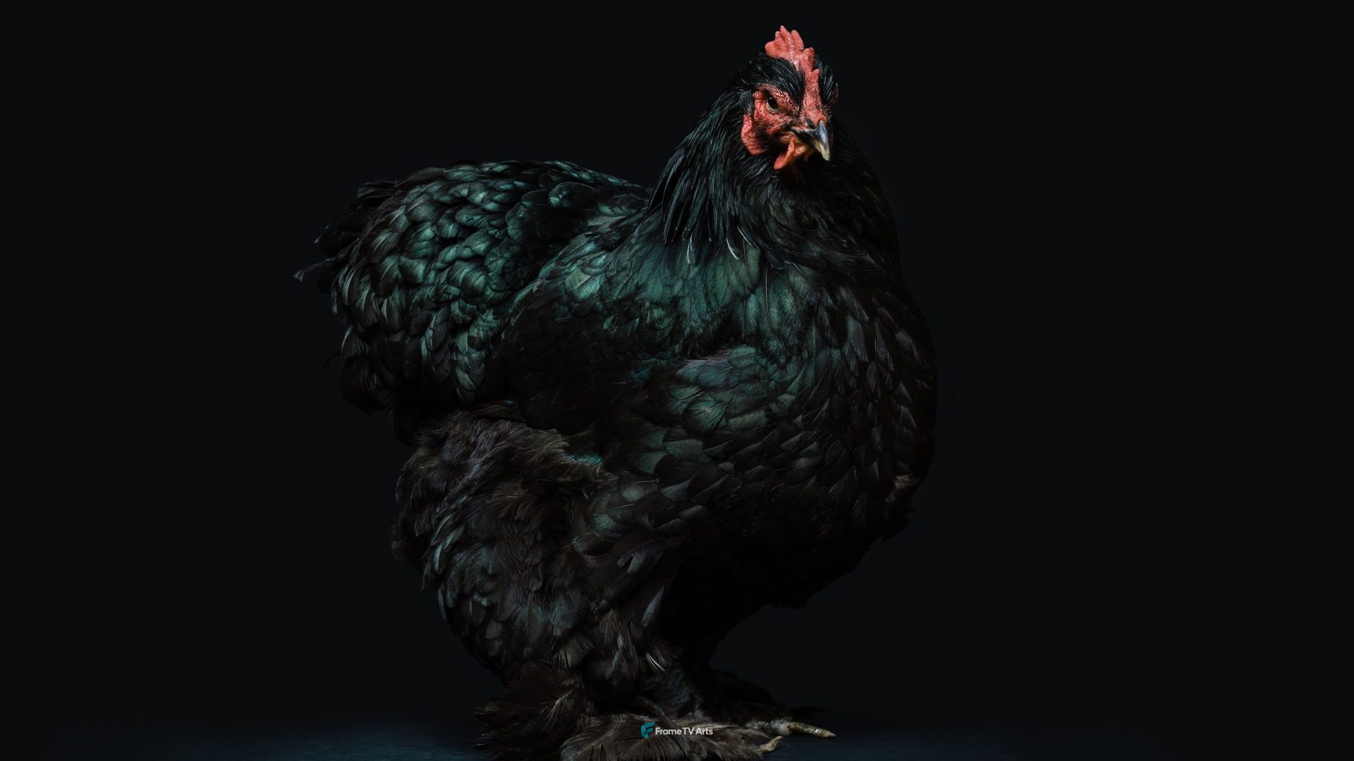 Black hen — Samsung Frame TV art