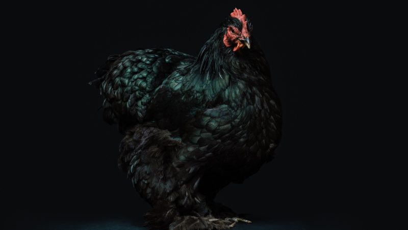 Black hen — Samsung Frame TV art