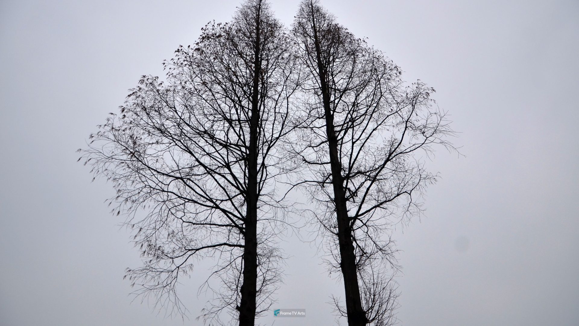 Dried Trees — Samsung Frame TV art