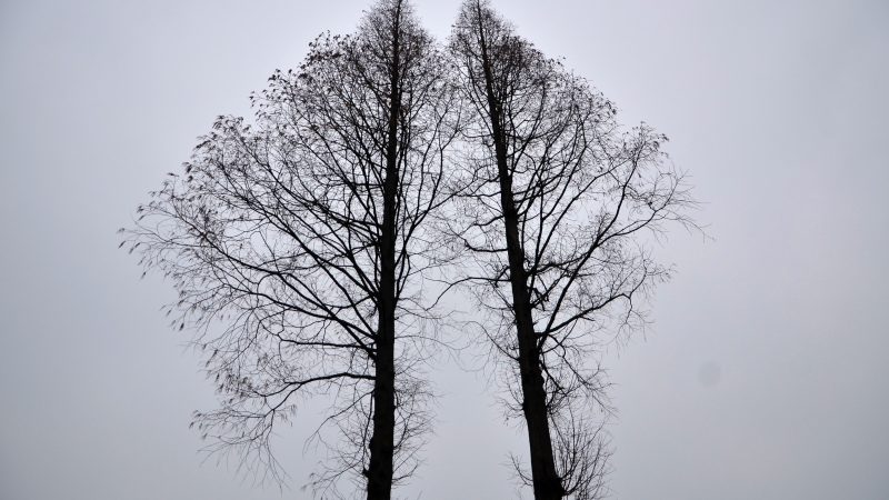 Dried Trees — Samsung Frame TV art
