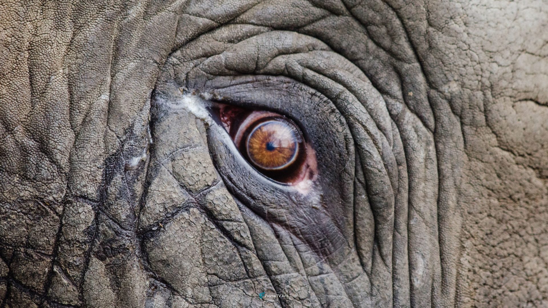 Elephant Eye — Samsung Frame TV art