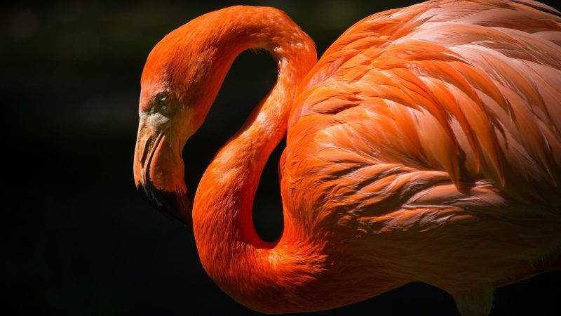 Orange Flamingo – Detailing — Samsung Frame TV art