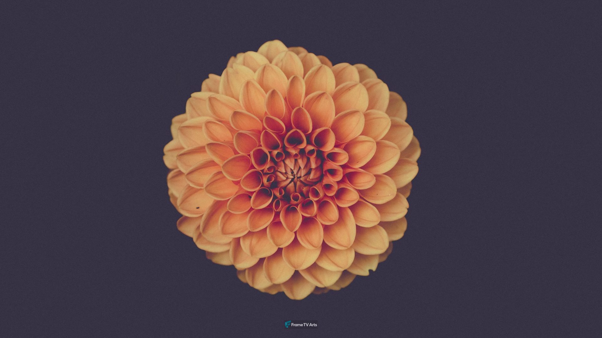 Orange Dahlia Flower — Samsung Frame TV art