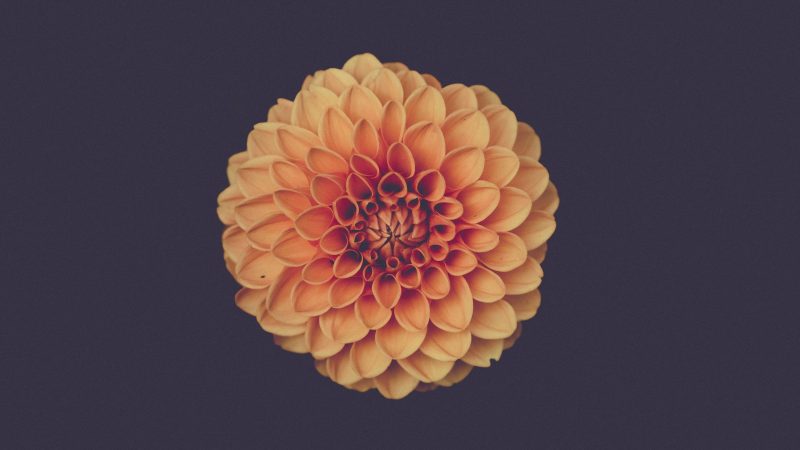 Orange Dahlia Flower — Samsung Frame TV art