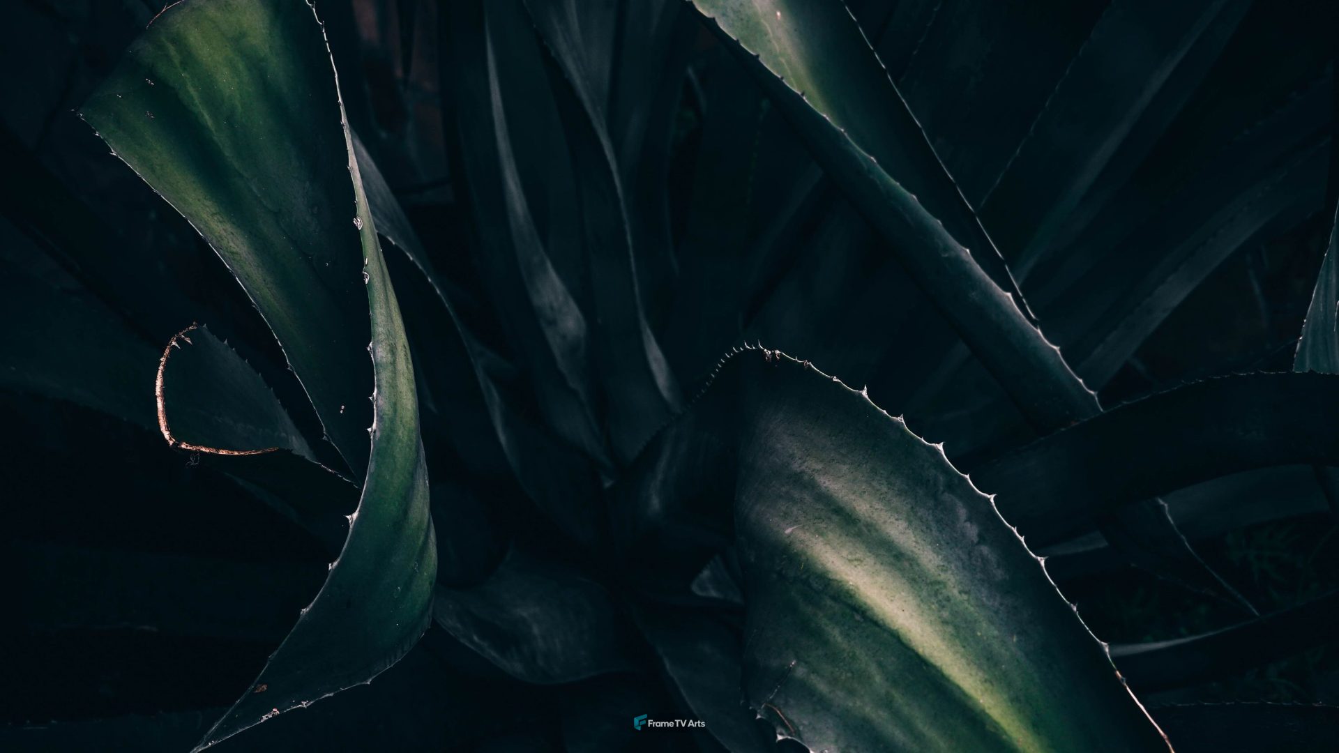 Sawtooth Succulent — Samsung Frame TV art