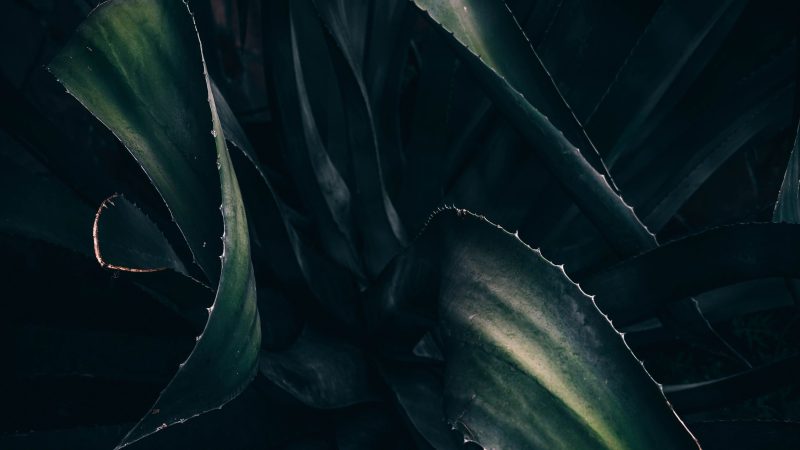 Sawtooth Succulent — Samsung Frame TV art