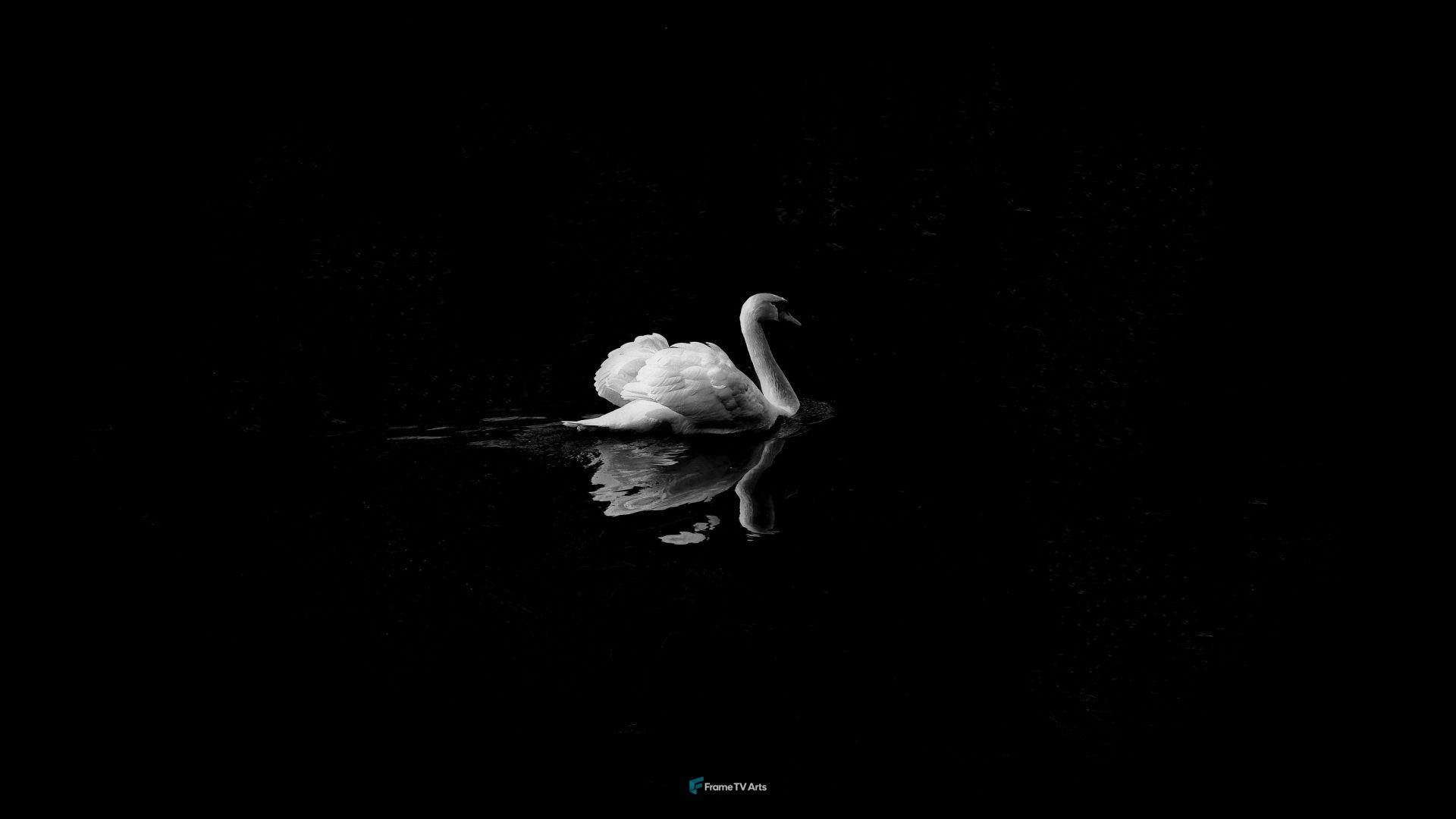 White Swan and black background — Samsung Frame TV art