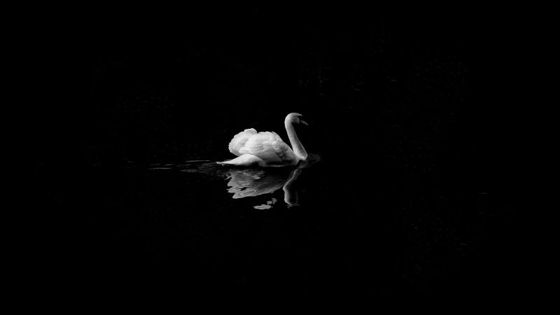 White Swan and black background — Samsung Frame TV art