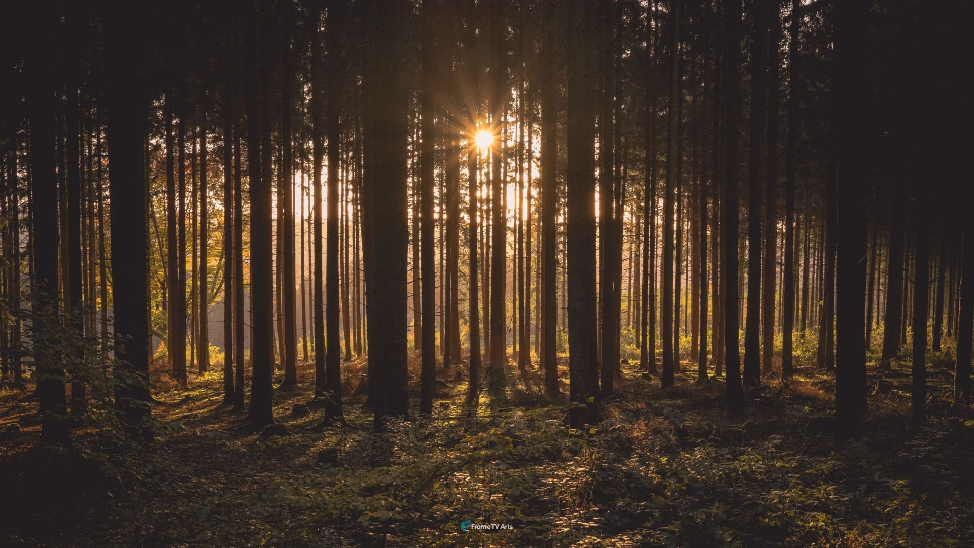 Sunlight and Trees — Samsung Frame TV art