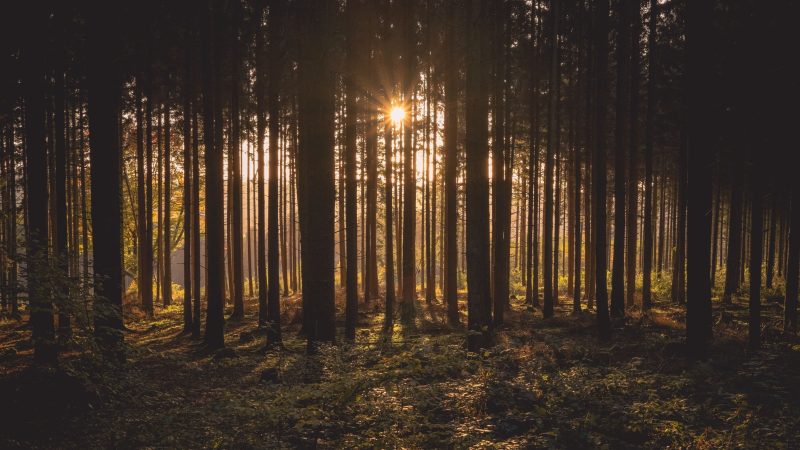 Sunlight and Trees — Samsung Frame TV art