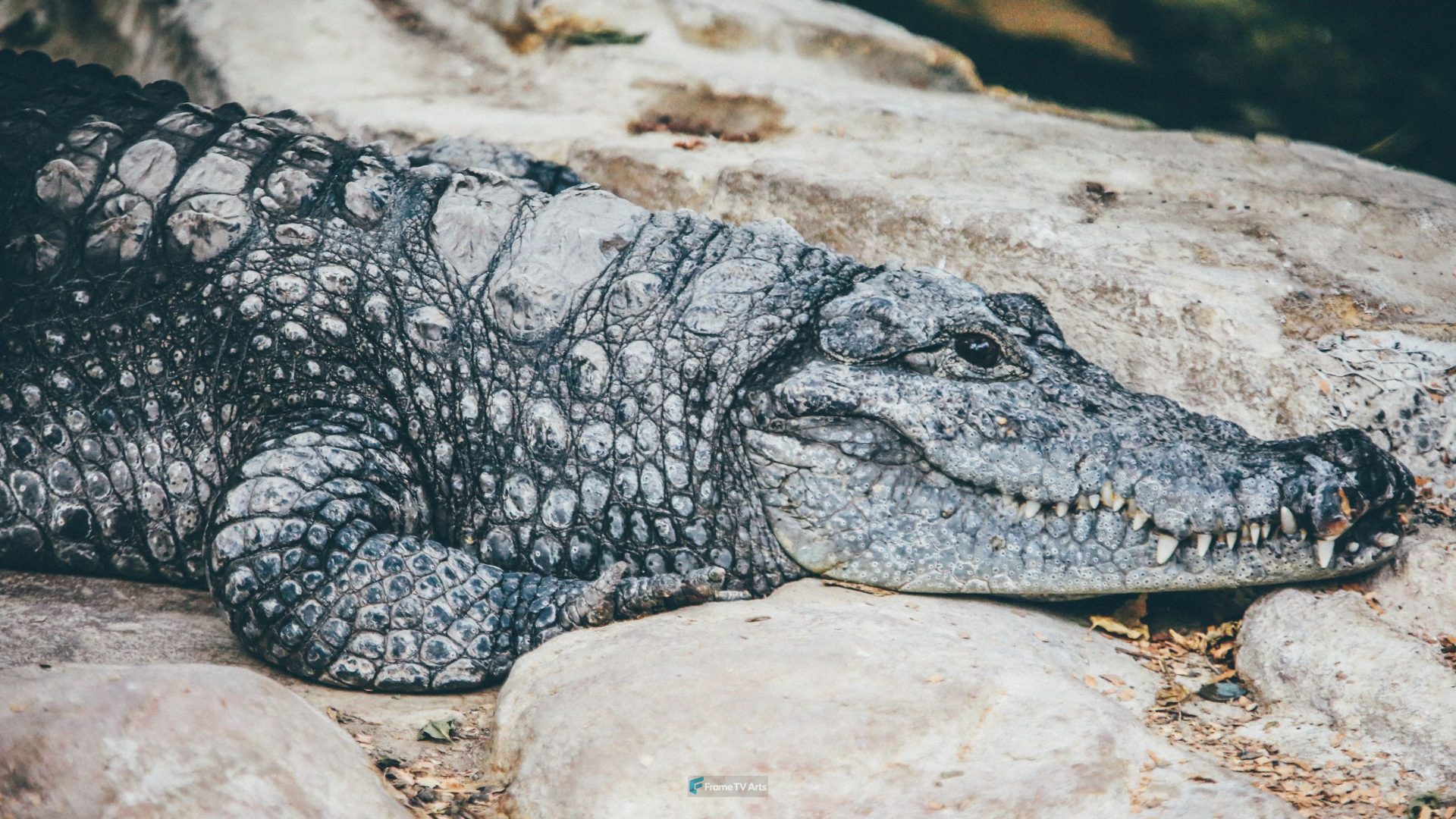 Crocodile in Zoo — Samsung Frame TV art