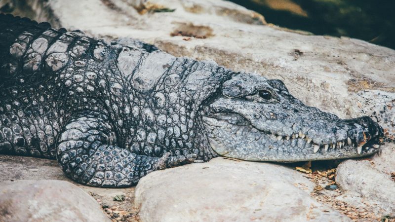 Crocodile in Zoo — Samsung Frame TV art
