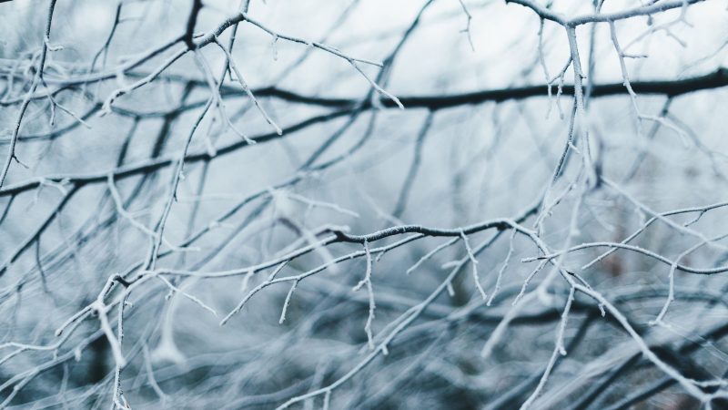 Frozen Branches — Samsung Frame TV art