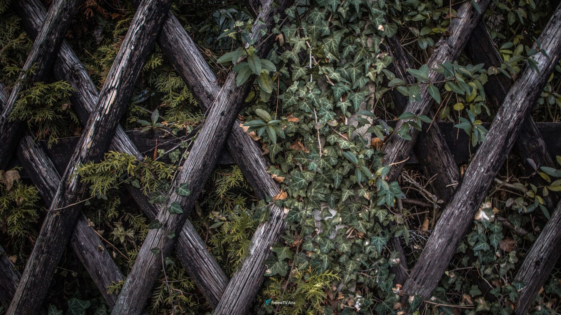 Wood Fence and Leaves — Samsung Frame TV art