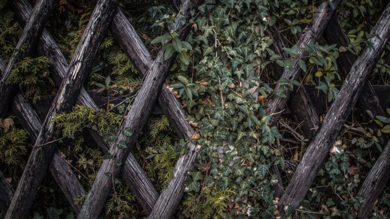 Wood Fence and Leaves — Samsung Frame TV art