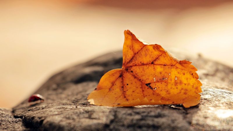 Dried leaf — Samsung Frame TV art