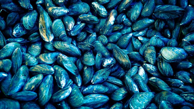 A pile of blue shells — Samsung Frame TV art