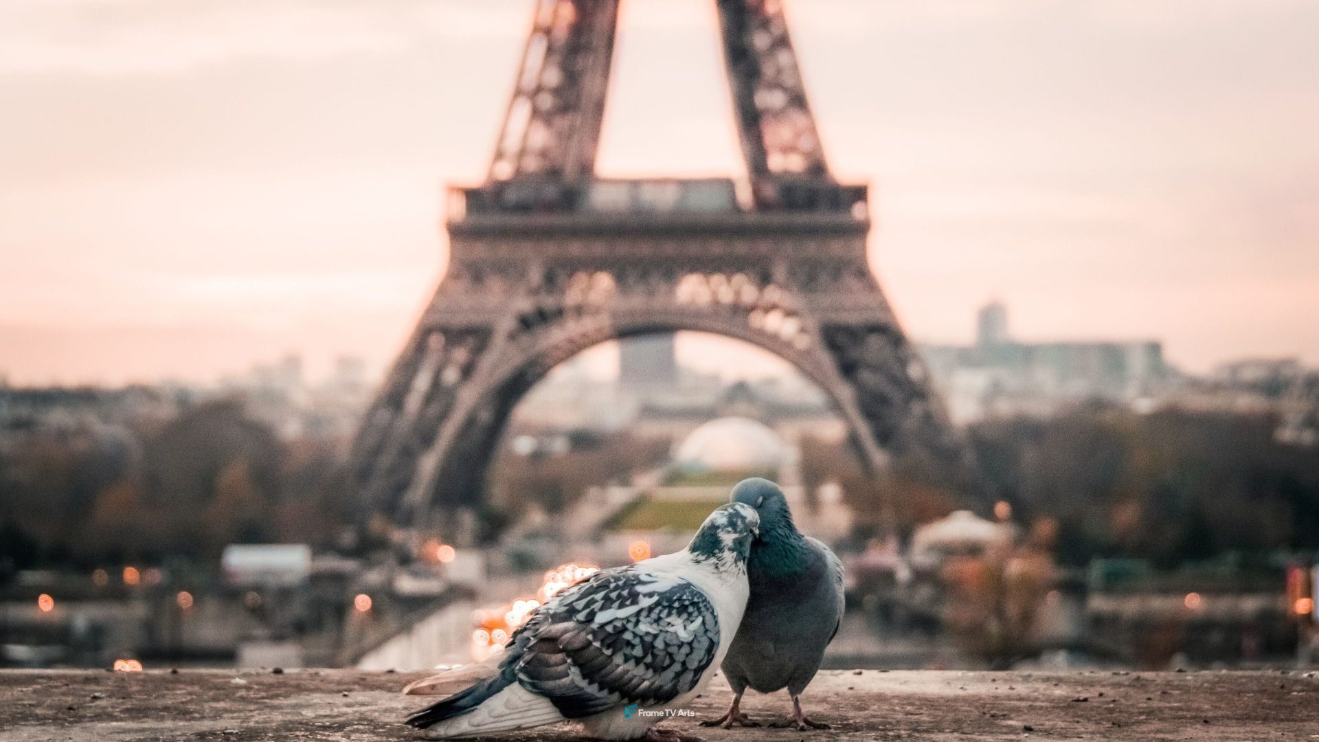 Pigeons in love with Eiffel Tower — Samsung Frame TV art