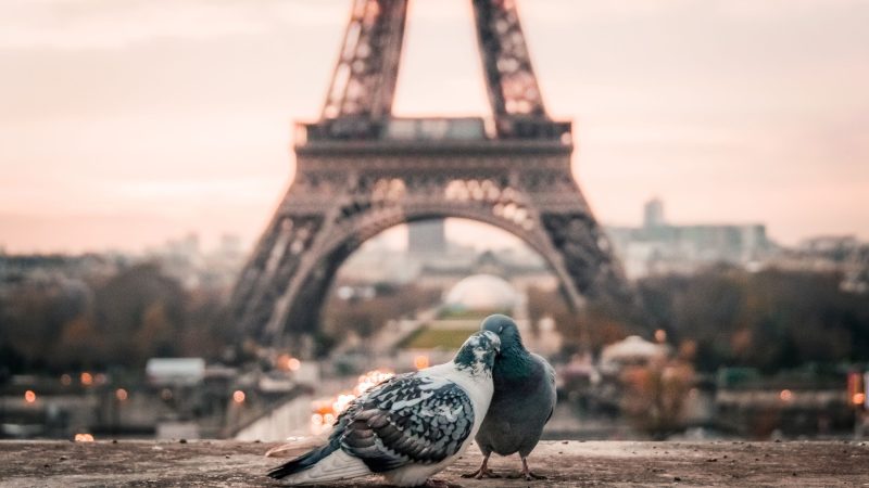 Pigeons in love with Eiffel Tower — Samsung Frame TV art