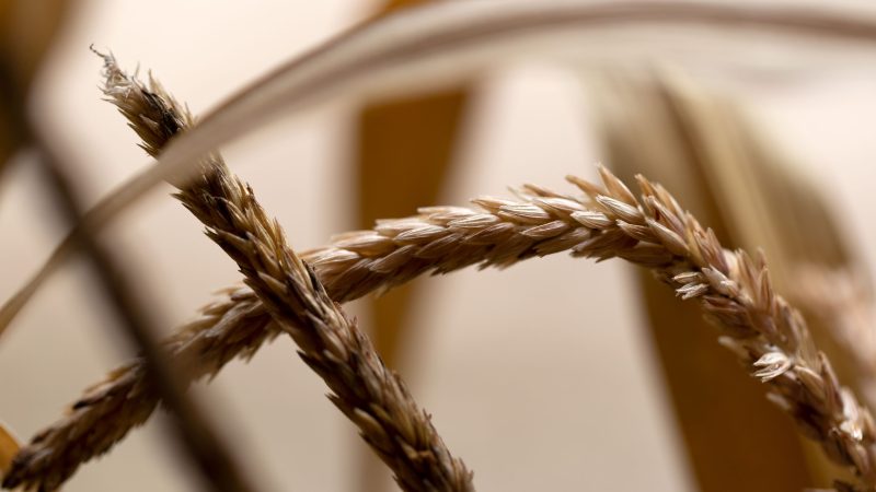 Close-up of wheat strands — Samsung Frame TV art