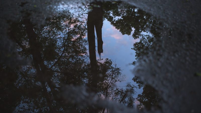 Reflection of a person in a puddle with trees — Samsung Frame TV art