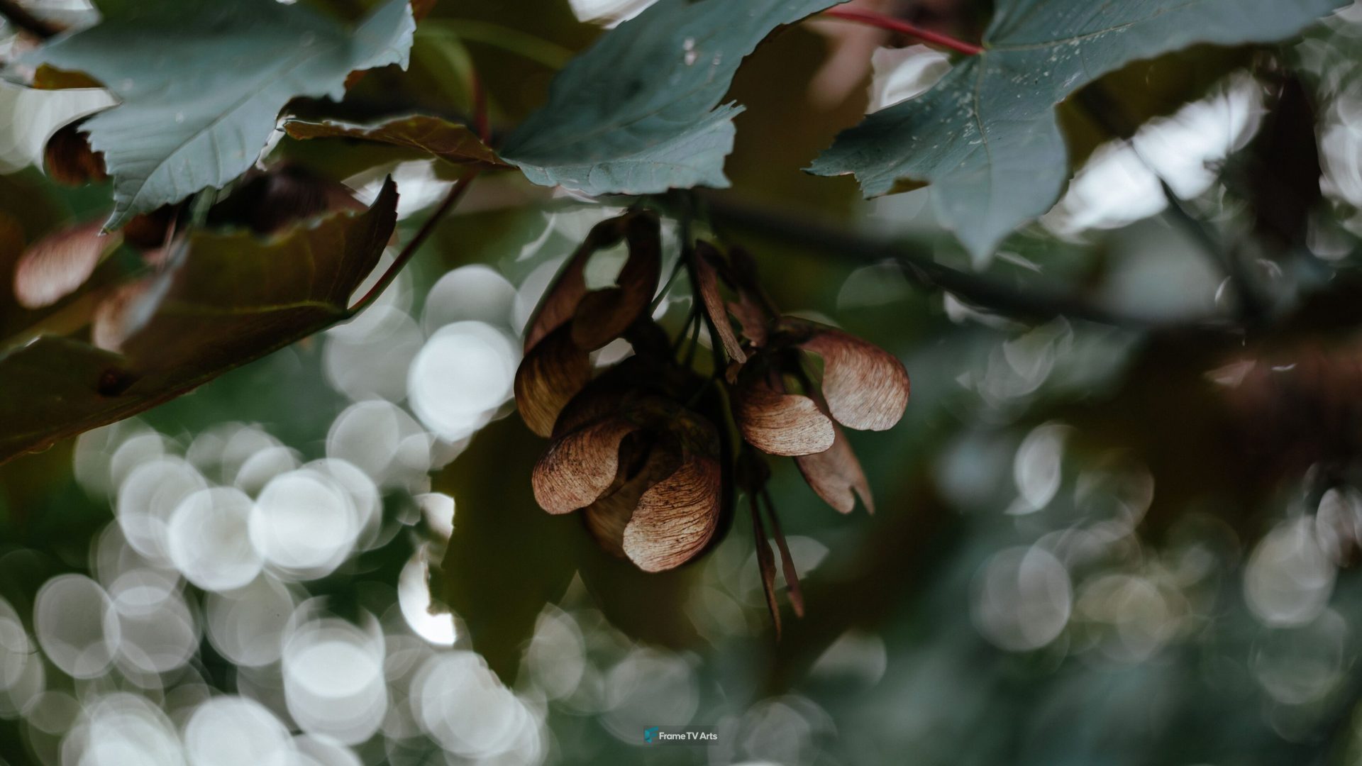 Seed pods on tree with bokeh effect — Samsung Frame TV art