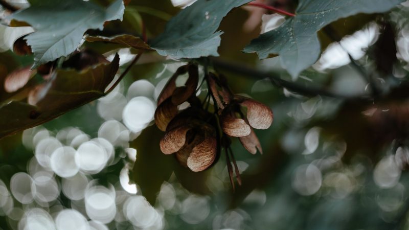 Seed pods on tree with bokeh effect — Samsung Frame TV art
