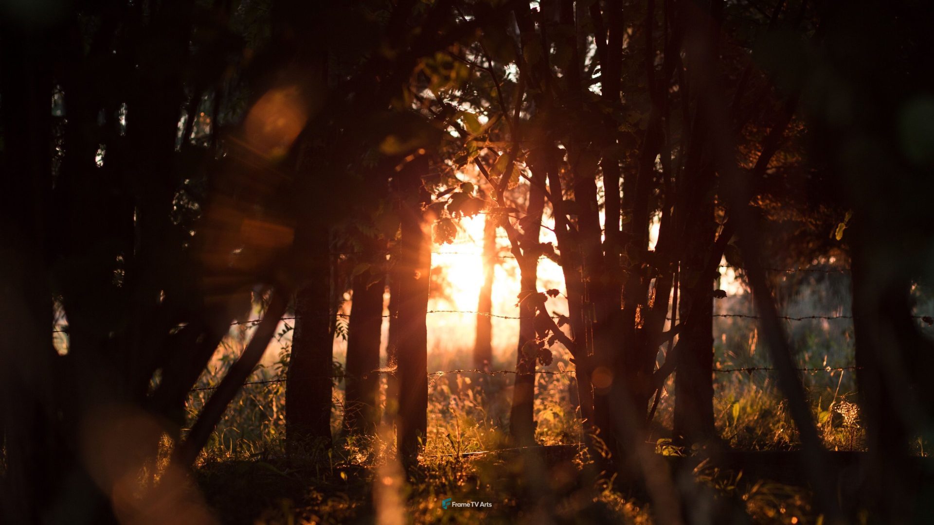 Sunset glow filtering through forest trees — Samsung Frame TV art