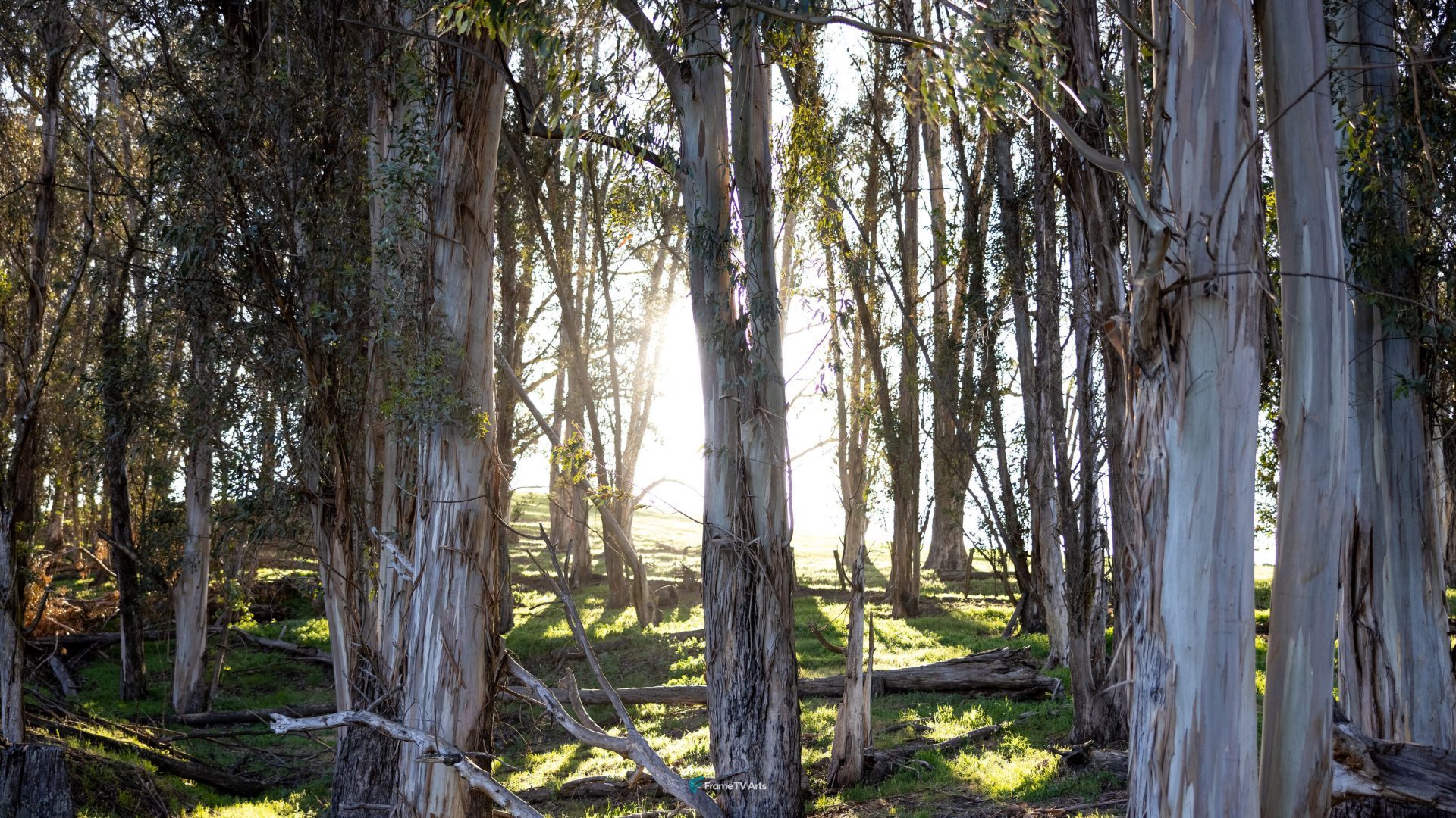Sunlight piercing through the Eucalyptus forest — Samsung Frame TV art