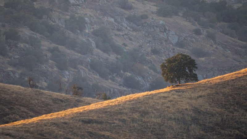 Lone tree on a golden hill at dusk — Samsung Frame TV art