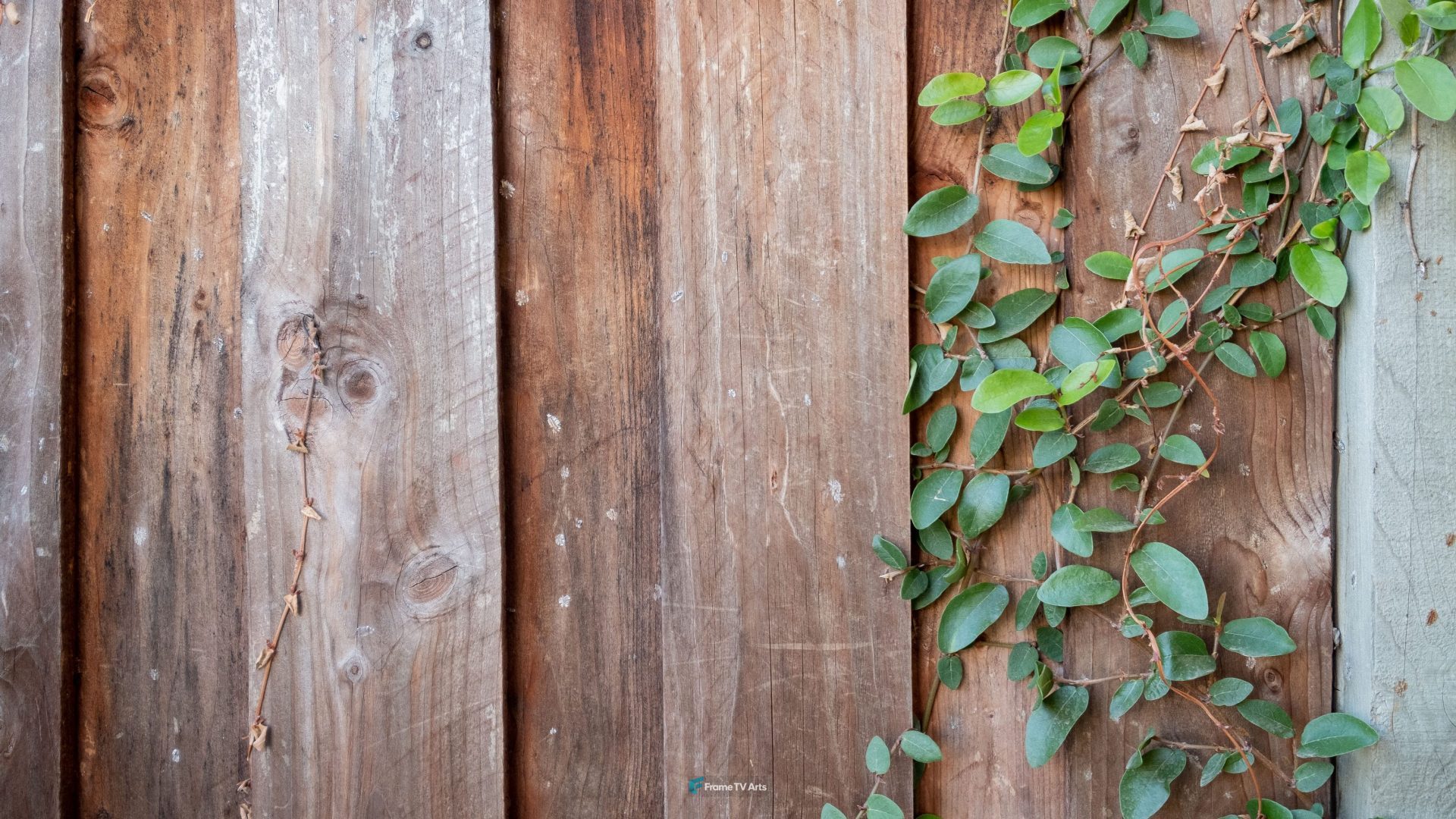 Wooden Fence With Plant Growing — Samsung Frame TV art