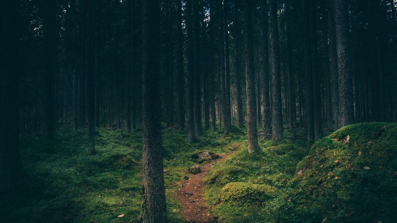 Enchanting forest pathway in twilight — Samsung Frame TV art