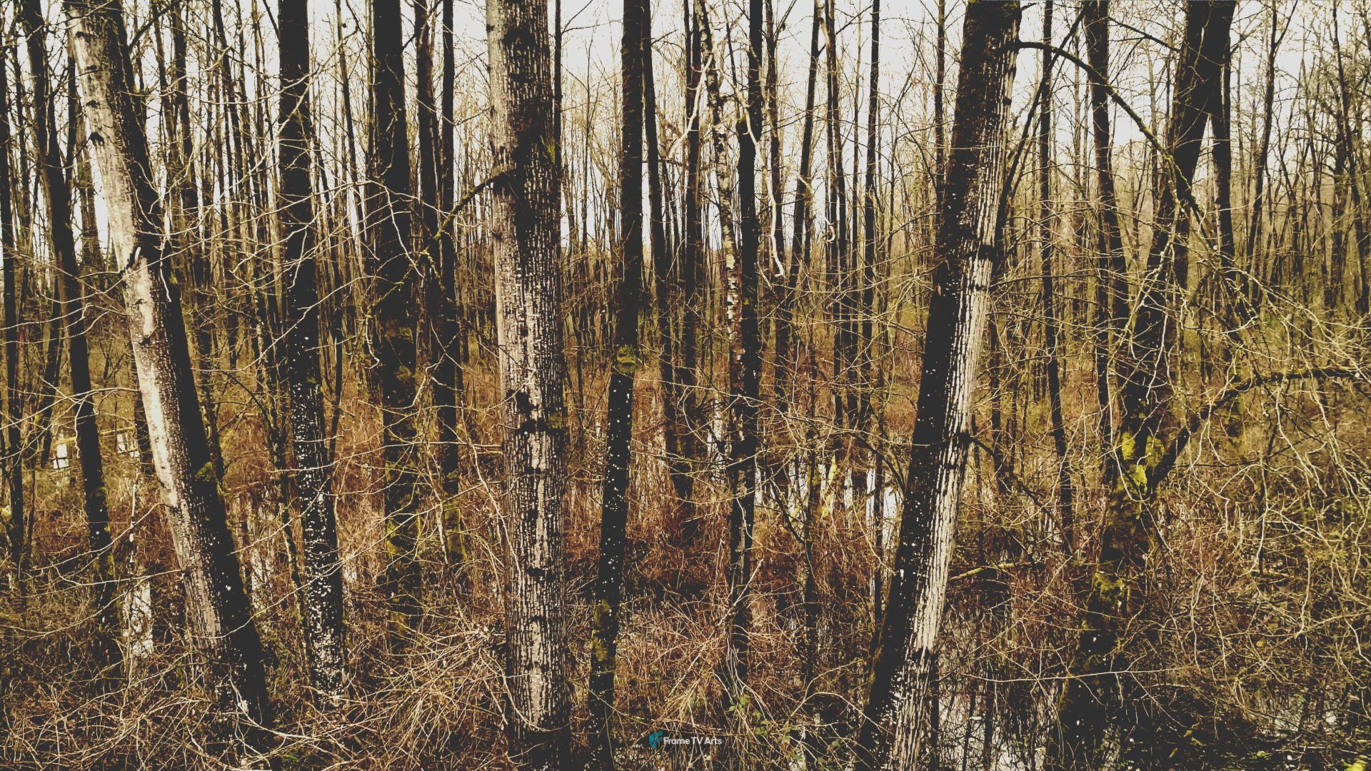 Bare trees in a dense forest — Samsung Frame TV art