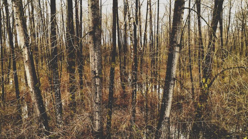 Bare trees in a dense forest — Samsung Frame TV art
