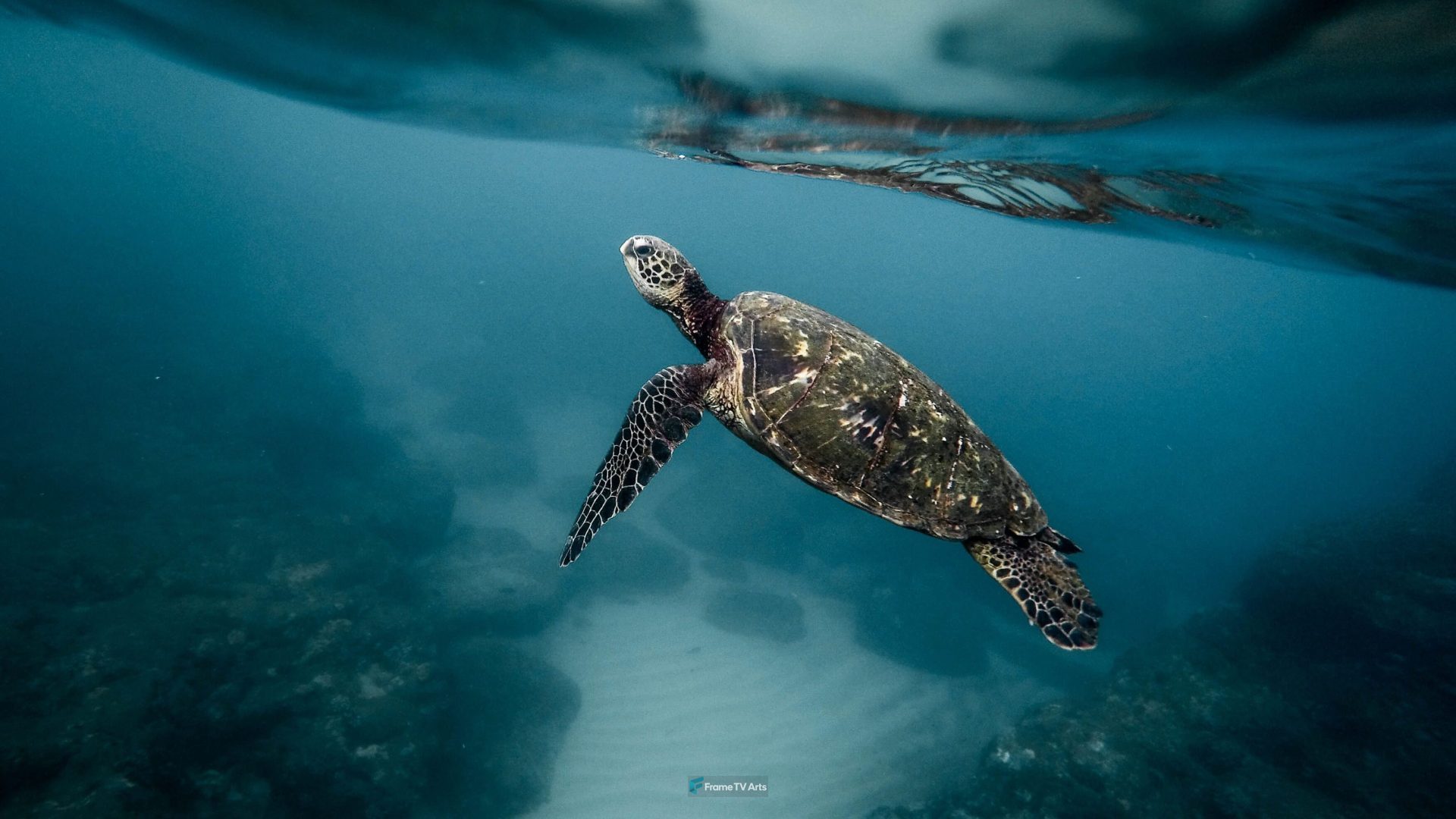 Sea turtle swimming under ocean surface — Samsung Frame TV art