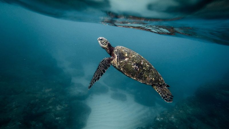 Sea turtle swimming under ocean surface — Samsung Frame TV art