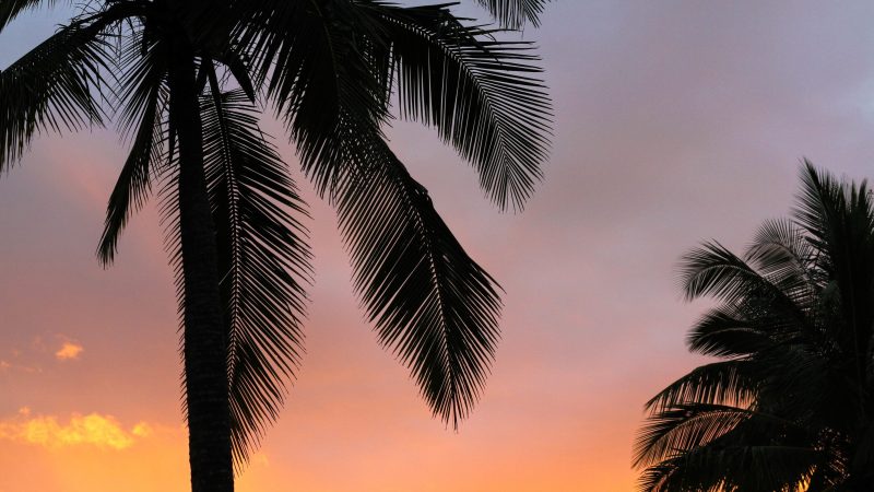 Palm trees silhouette against a sunset sky — Samsung Frame TV art
