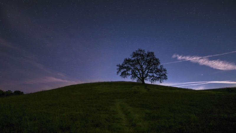 Starry night sky over a lone tree on a hill — Samsung Frame TV art