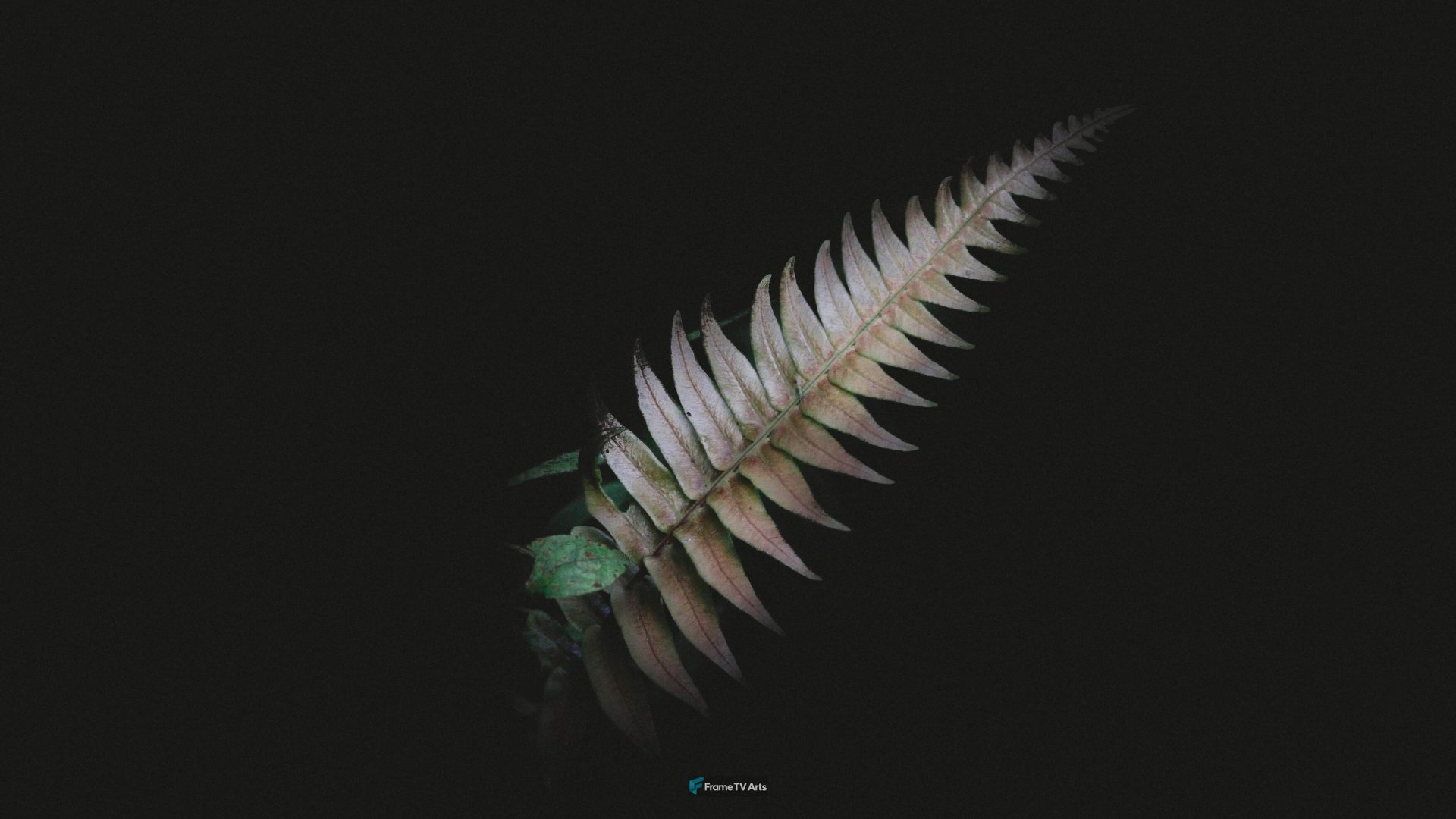 Fern leaf isolated on black background — Samsung Frame TV art