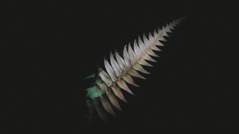 Fern leaf isolated on black background — Samsung Frame TV art