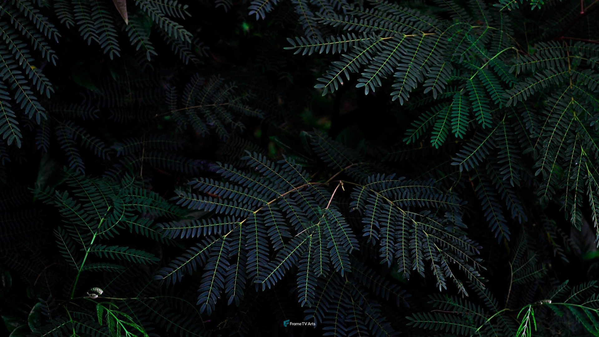 Dark green fern leaves pattern background — Samsung Frame TV art