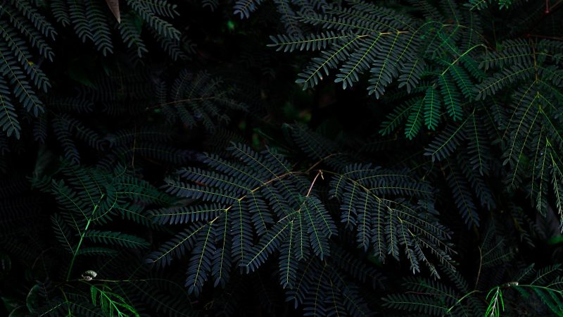 Dark green fern leaves pattern background — Samsung Frame TV art