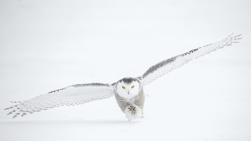 photo of flying owl — Samsung Frame TV art