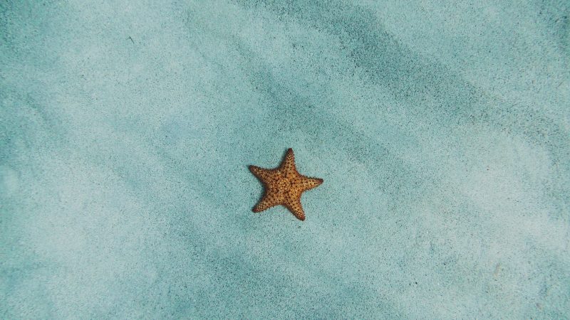 brown starfish on blue sand — Samsung Frame TV art
