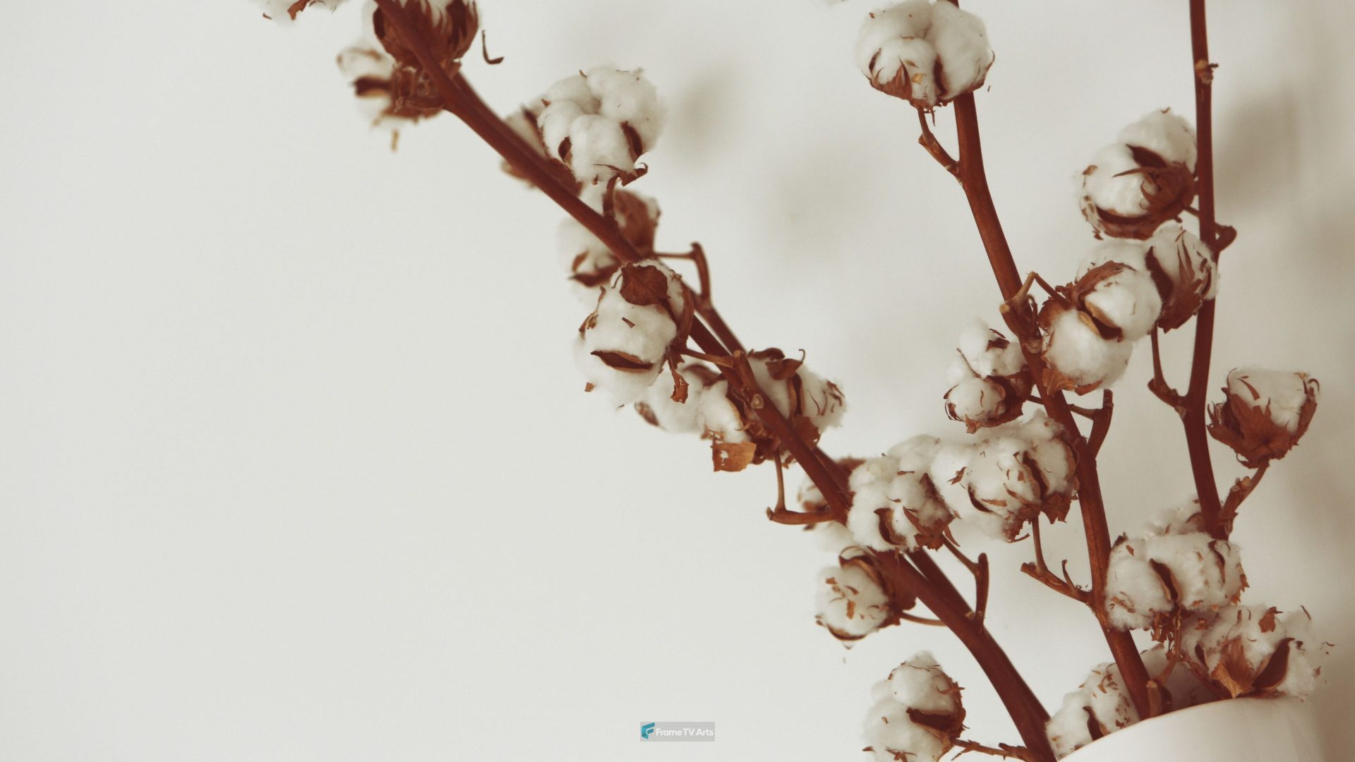 Cotton branches against a soft white background in a minimalist style. — Samsung Frame TV art