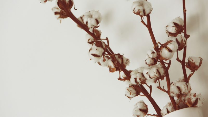 Cotton branches against a soft white background in a minimalist style. — Samsung Frame TV art