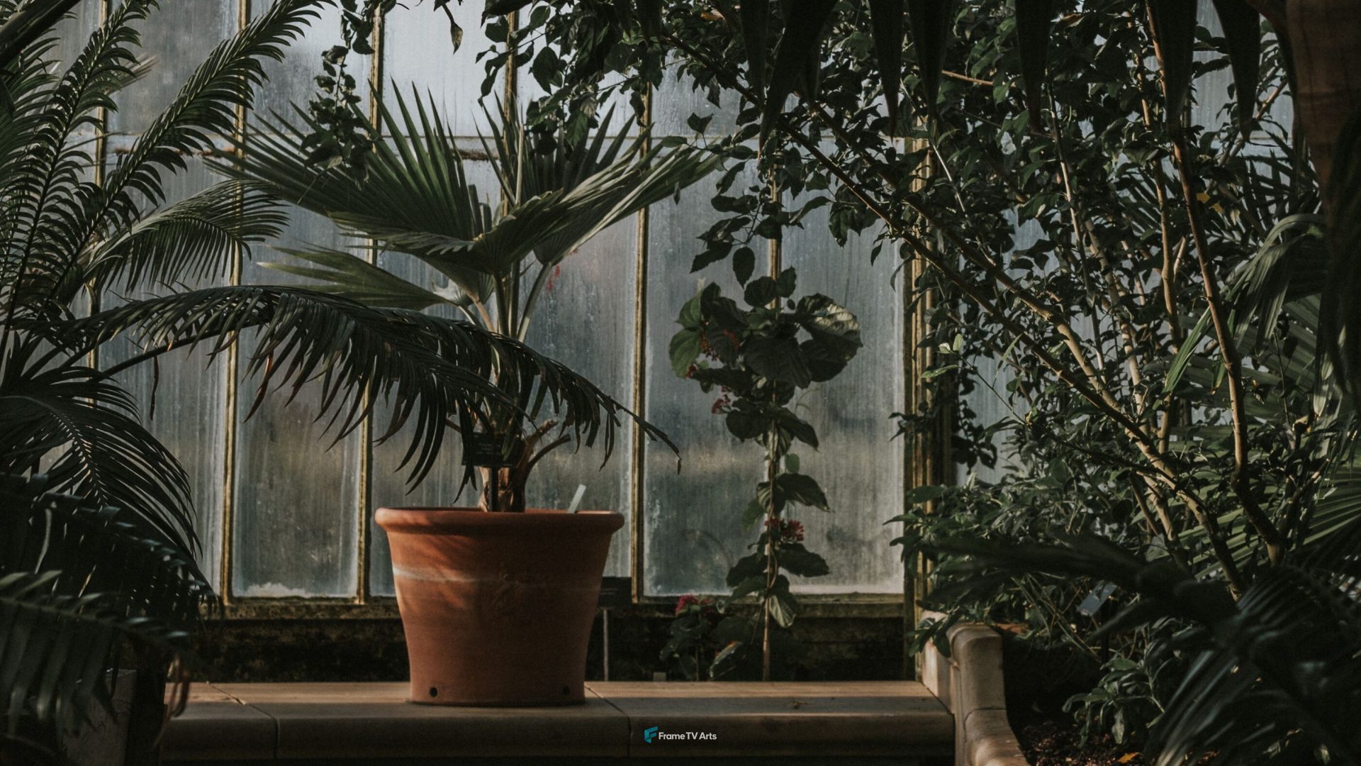 Indoor garden with lush green plants and a terracotta pot. — Samsung Frame TV art
