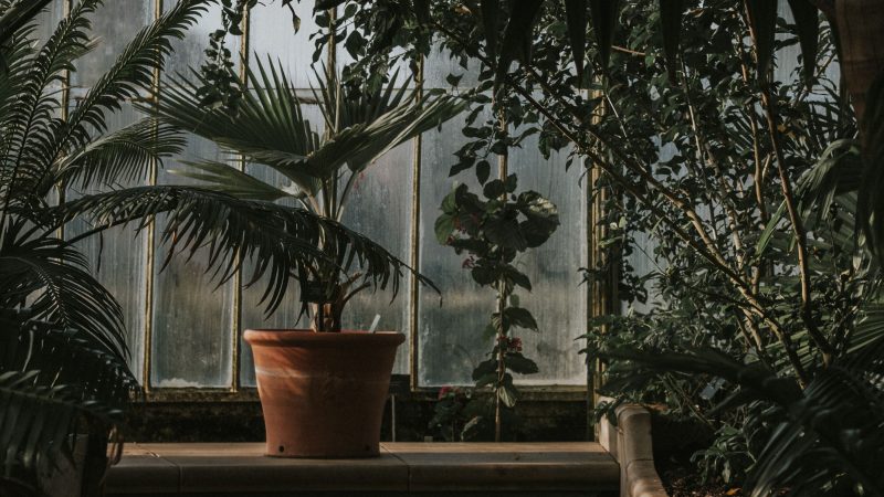 Indoor garden with lush green plants and a terracotta pot. — Samsung Frame TV art